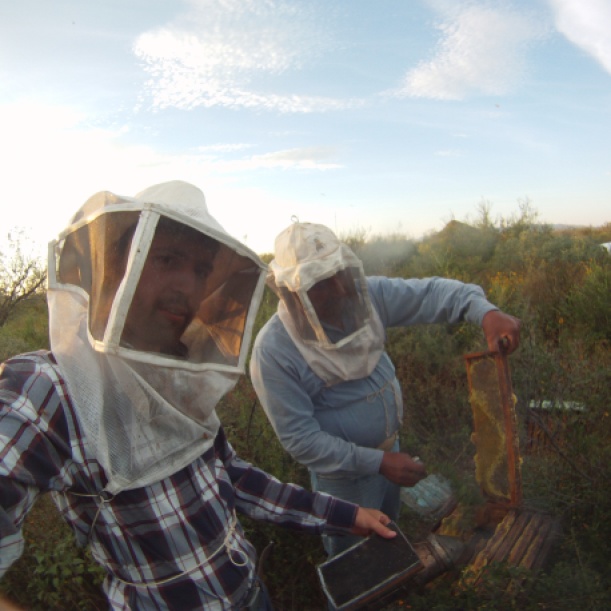 Collecting Honey in Mexico